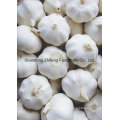 2016 Fresh Normal White Garlic